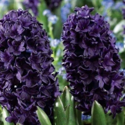 Гіацинт горщиковий Blue Sapphire Гіацинт горщиковий Blue Sapphire
