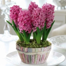 Гіацинт садовий Pink Pearl Гіацинт садовий Pink Pearl