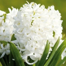 Гіацинт садовий White Pearl Гіацинт садовий White Pearl