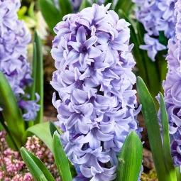 Гіацинт садовий Purple Star Гіацинт садовий Purple Star