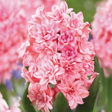 Гиацинт махровый Spring Beauty
