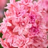 Гиацинт махровый Spring Beauty