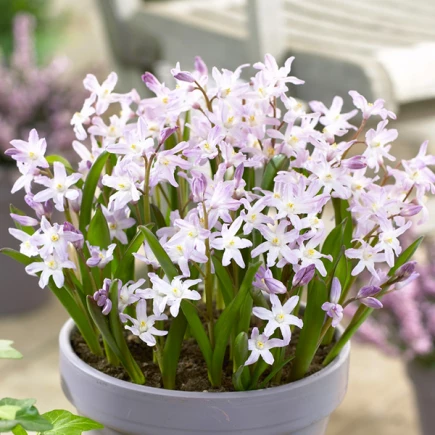 Хіонодокса Forbesii Rosea (спецпропозиція) 100 шт