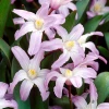 Хіонодокса Forbesii Rosea (спецпропозиція) 100 шт