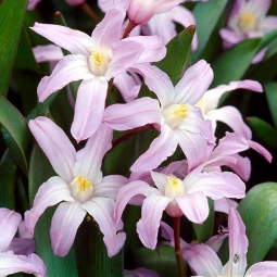 Хіонодокса Forbesii Rosea (спецпропозиція) 100 шт