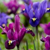 Комплект луковиц ирисов Reticulata Аметист