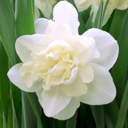 Нарцисс Махровый Easter Born Нарцисс Махровый Easter Born