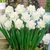 Нарцисс Махровый Easter Born