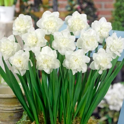 Нарцисс Махровый Easter Born Нарцисс Махровый Easter Born