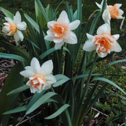 Нарцисс Корончатый с махровой короной Flower Drift Нарцисс Корончатый с махровой короной Flower Drift