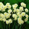 Нарцис Багатоквітковий Cherfulness