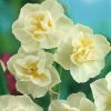 Нарцис Багатоквітковий Cherfulness