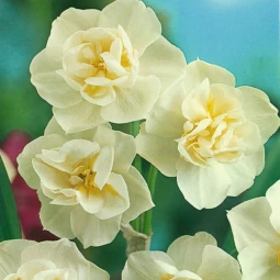 Нарцис Багатоквітковий Cherfulness