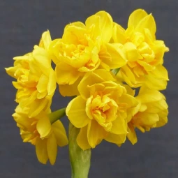 Нарцис Мультиквітковий Golden Rain