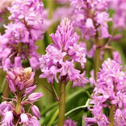Гіацінтоідес Рожевий (Pink)