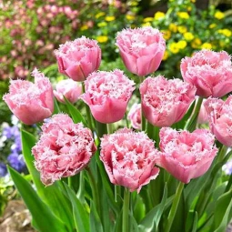 Тюльпан Оторочений Pink Magic