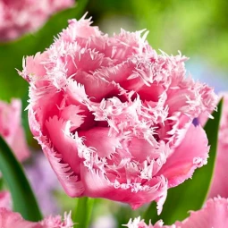 Тюльпан Оторочений Pink Magic