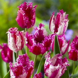 Тюльпан Оторочений Purple Circus Тюльпан Оторочений Purple Circus