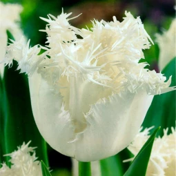 Тюльпан Оторочений Swan Wings Тюльпан Оторочений Swan Wings