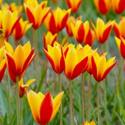 Тюльпан ботанический Clusiana var Chrysantha Тюльпан ботанический Clusiana var Chrysantha