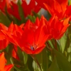 Тюльпан Ботанічний Linifolia