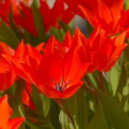 Тюльпан Ботанічний Linifolia Тюльпан Ботанічний Linifolia