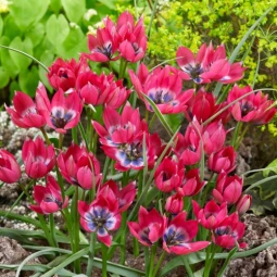 Тюльпан Ботанічний Little Beauty Тюльпан Ботанічний Little Beauty