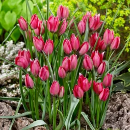 Тюльпан Ботанічний Little Beauty Тюльпан Ботанічний Little Beauty