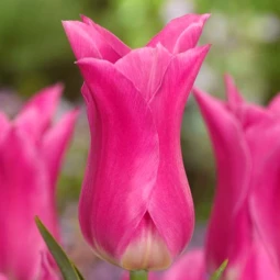 Тюльпан Лілієподібний China Pink