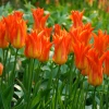 Тюльпан Лілієподібний Lilyfire