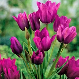 Тюльпан Мультіфлора Purple Bouquet Тюльпан Мультіфлора Purple Bouquet