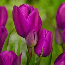 Тюльпан Мультіфлора Purple Bouquet Тюльпан Мультіфлора Purple Bouquet