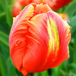 Тюльпан Попугайный Flower Power