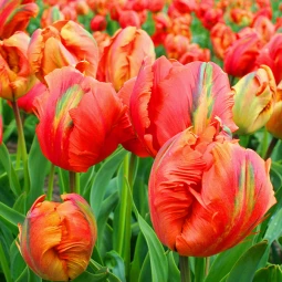 Тюльпан Попугайный Flower Power