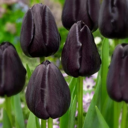Тюльпан Тріумф Black Bean Тюльпан Тріумф Black Bean