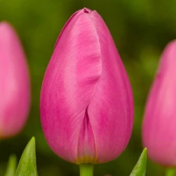 Тюльпан Тріумф Jumbo Pink