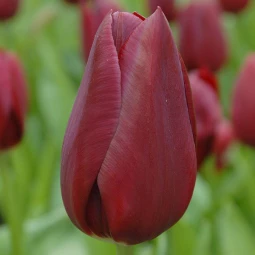 Тюльпан Тріумф National Velvet