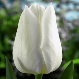 Тюльпан Триумф White Marvel