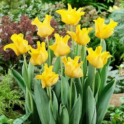 Тюльпан Волнистый Yellow Crown Тюльпан Волнистый Yellow Crown