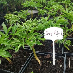 Півонія трав'яниста Gay Paree (контейнер 1 л) Півонія трав'яниста Gay Paree (контейнер 1 л)