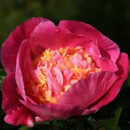 Півонія Wladyslava