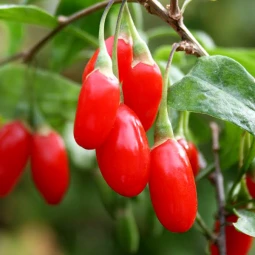 Ягоди Годжі Big Berry (Біг Беррі) контейнер 0.5 л Ягоди Годжі Big Berry (Біг Беррі) контейнер 0.5 л