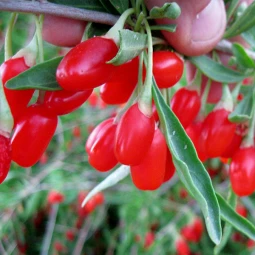 Ягоди Годжі Delikate (Делікат) контейнер 0.5 л Ягоди Годжі Delikate (Делікат) контейнер 0.5 л