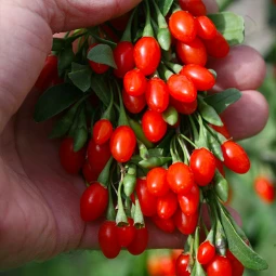 Ягоди Годжі Sweet Lifeberry (Світ Лайфберрі) контейнер 0.5 л Ягоди Годжі Sweet Lifeberry (Світ Лайфберрі) контейнер 0.5 л