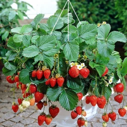 Полуниця ампельна Темптейшн (Temptation) Полуниця ампельна Темптейшн (Temptation)