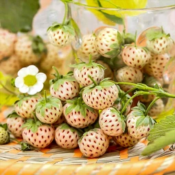 Полуниця (суниця) Анабланка (Anablanka) Полуниця (суниця) Анабланка (Anablanka)