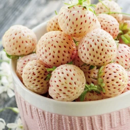 Полуниця (суниця) Пайнберрі (Pineberry) Полуниця (суниця) Пайнберрі (Pineberry)