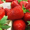 Клубника Клери (Clery) фриго