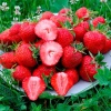 Полуниця великоплідна Корі (Cory) контейнер 0.5 л