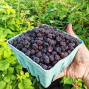 Ексклюзивні сорти малини